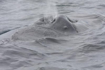 Humpback Whale