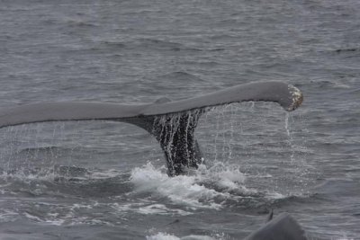 Humpback Whale