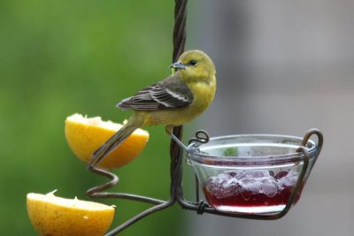 Orchard Oriole