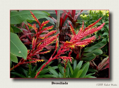 Bromiliads 