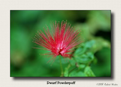 Dwarf Powderpuff