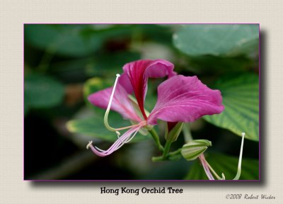 Hong Kong Orchid Tree