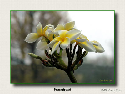 Frangipani