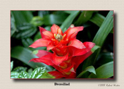 Bromiliad