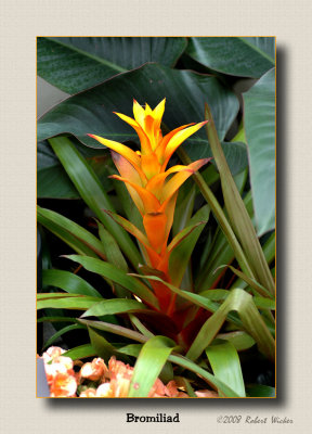 Bromiliad 
