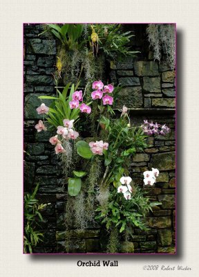Orchid Wall 