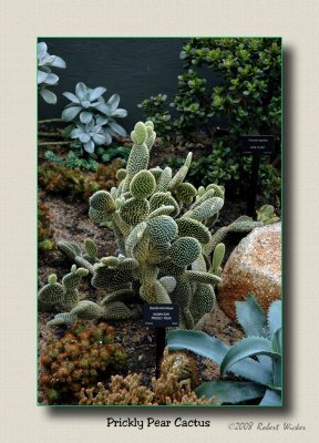 Prickly Pear Cactus 