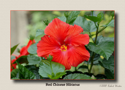 Red Chinese Hibiscus 