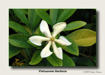 Vietnamese Gardenia 