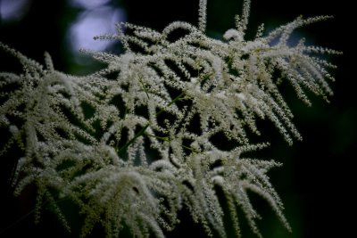 IMG_4240.jpg