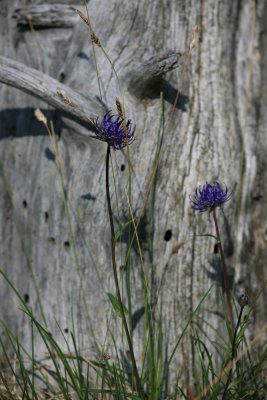 IMG_4459.jpg