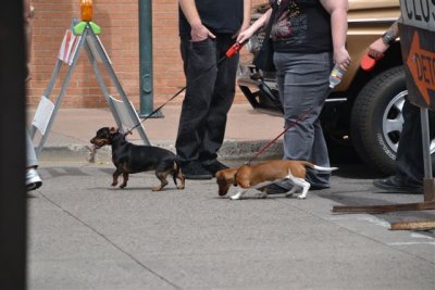 The Flagstaff RT 66 Car Show Dogs 9-8-12 008.jpg