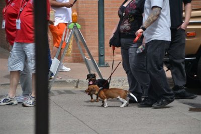 The Flagstaff RT 66 Car Show Dogs 9-8-12 009.jpg