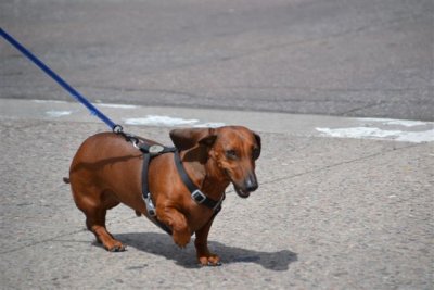 The Flagstaff RT 66 Car Show Dogs 9-8-12 010.jpg
