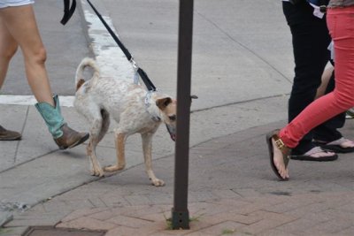 The Flagstaff RT 66 Car Show Dogs 9-8-12 014.jpg