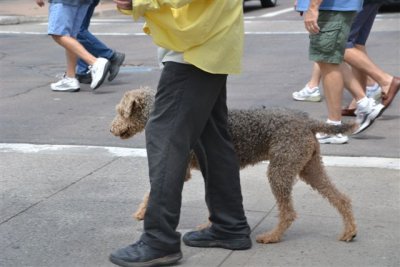 The Flagstaff RT 66 Car Show Dogs 9-8-12 015.jpg