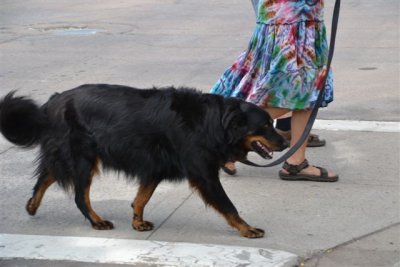 The Flagstaff RT 66 Car Show Dogs 9-8-12 016.jpg