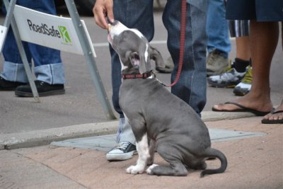 The Flagstaff RT 66 Car Show Dogs 9-8-12 017.jpg