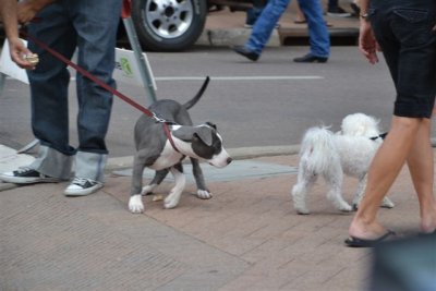 The Flagstaff RT 66 Car Show Dogs 9-8-12 018.jpg