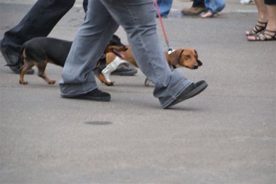 The Flagstaff RT 66 Car Show Dogs 9-8-12 020.jpg