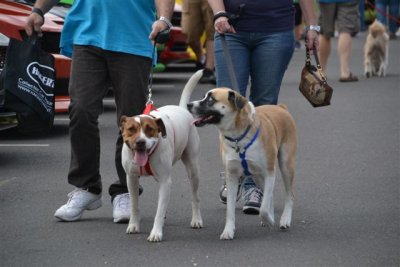 The Flagstaff RT 66 Car Show Dogs 9-8-12 023.jpg