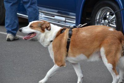 The Flagstaff RT 66 Car Show Dogs 9-8-12 025.jpg