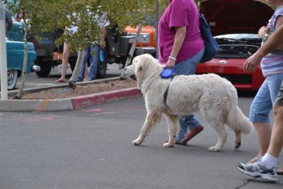 The Flagstaff RT 66 Car Show Dogs 9-8-12 030.jpg