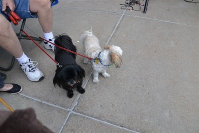 Flagstaff Route 66 Goes to the Dogs