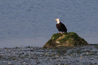 Eagle resting along Quartermaster Harbor