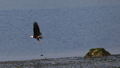 Eagle hunting along Quartermaster Harbor