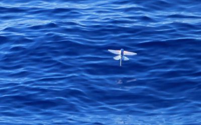 One of Many Flying Fish Seen on October 6th