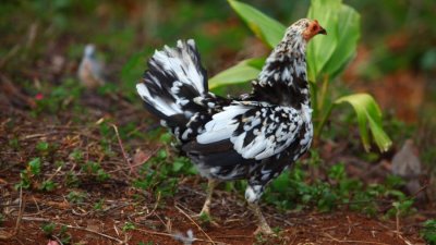 The Official Kauai Island Bird