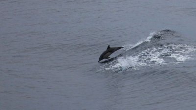 Dolphin riding our wake nearing San Diego