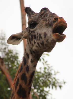 San Diego Zoo