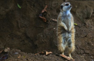 San Diego Zoo