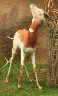 San Diego Zoo - Ooh That Feels Good