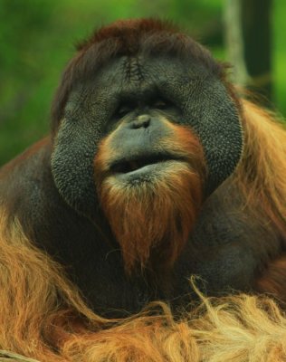 San Diego Zoo - Here'slookin' at you