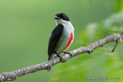 Red-keeled Flowerpecker