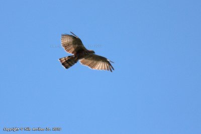 IMG_3217--web.jpg