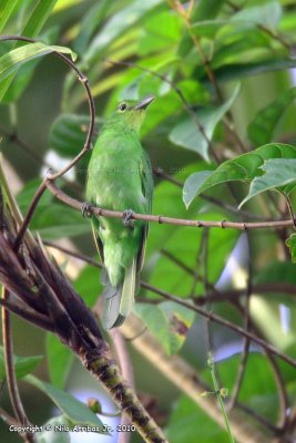 Philippine Leafbird