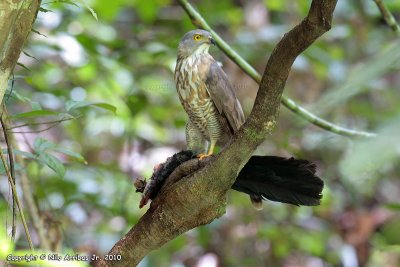 Crested Goshawk