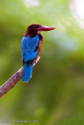 IMG_9621--A--web.jpg