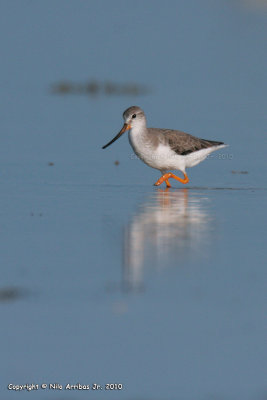 Terek Sandpiper