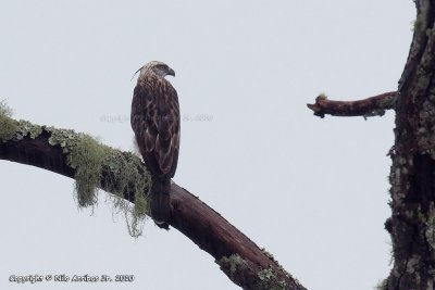 Philippine Hawk-eagle