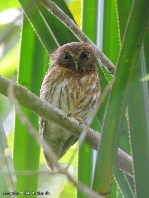 Mindanao Hawk-Owl