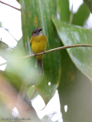 Yellow-bellied Whistler