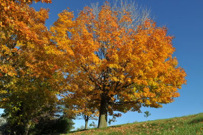 fall2010
