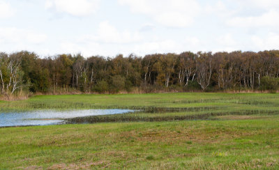 Berkenbos met plasje