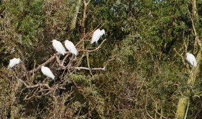 Kleine zilverreiger