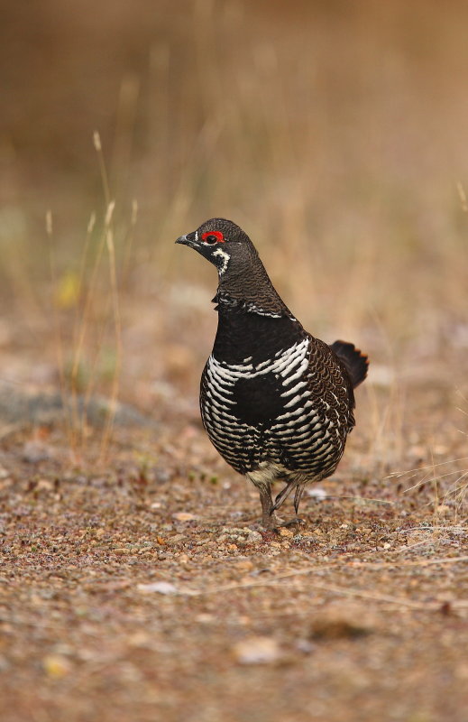 Ttras du Canada (Spruce Grouse)